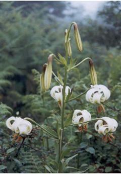 گل سوسن چلچراغی